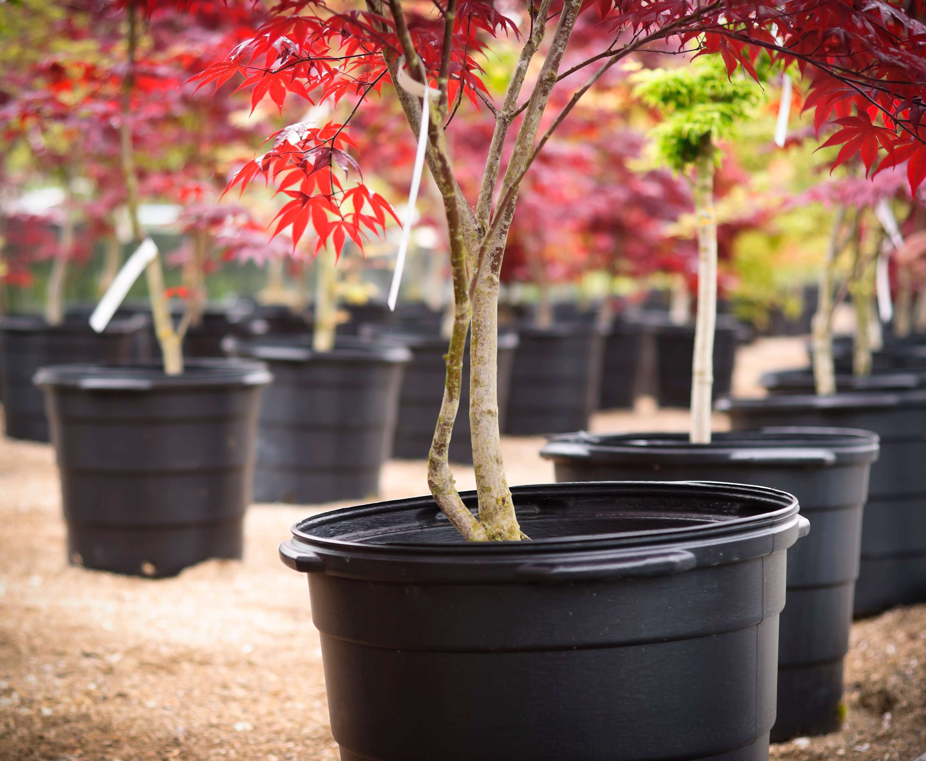 what-types-of-trees-grow-well-in-pots